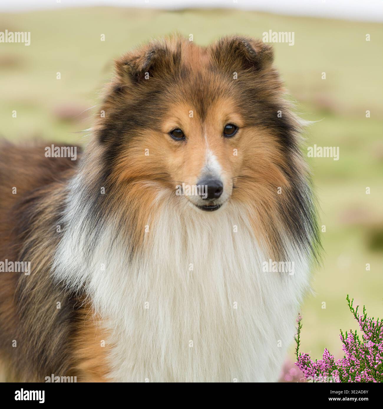 Sheepdog shetland Foto Stock