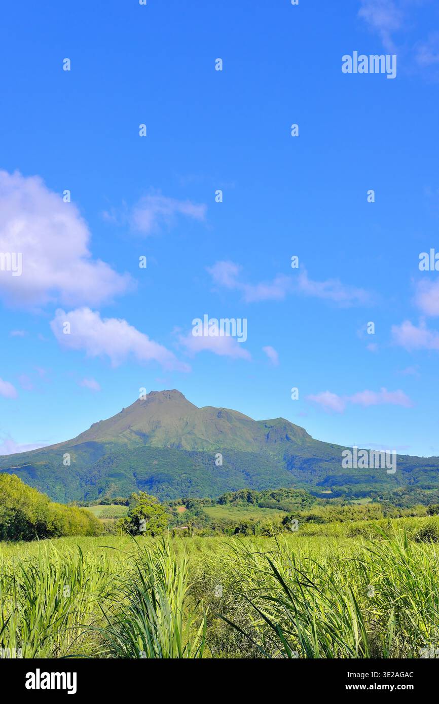 Martinica, Indie occidentali francesi: Tipico paesaggio del nord dell'isola con campi di canna da zucchero e il vulcano del Monte Pelée sullo sfondo Foto Stock