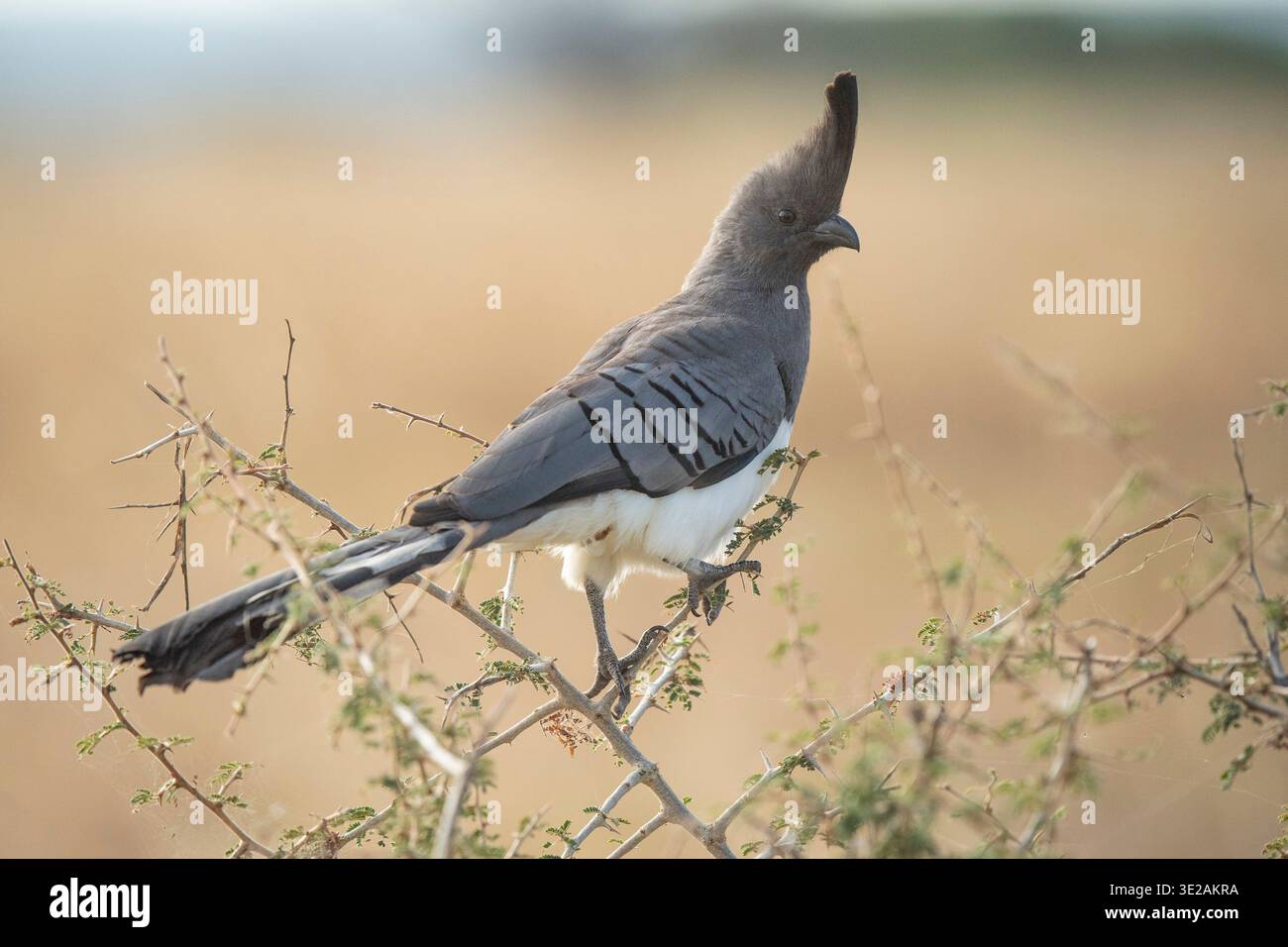 Uccello da asporto con pancia bianca, leucogaster Crinifer, Parco Nazionale Tarangire, Tanzania Foto Stock