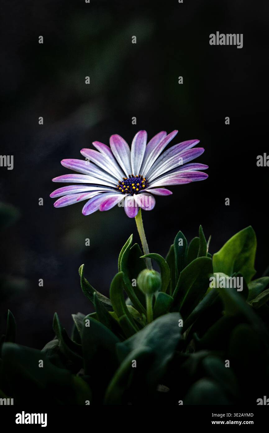 Un delicato fiore selvatico con petali morbidi bianchi e viola a 2 tonalità Foto Stock