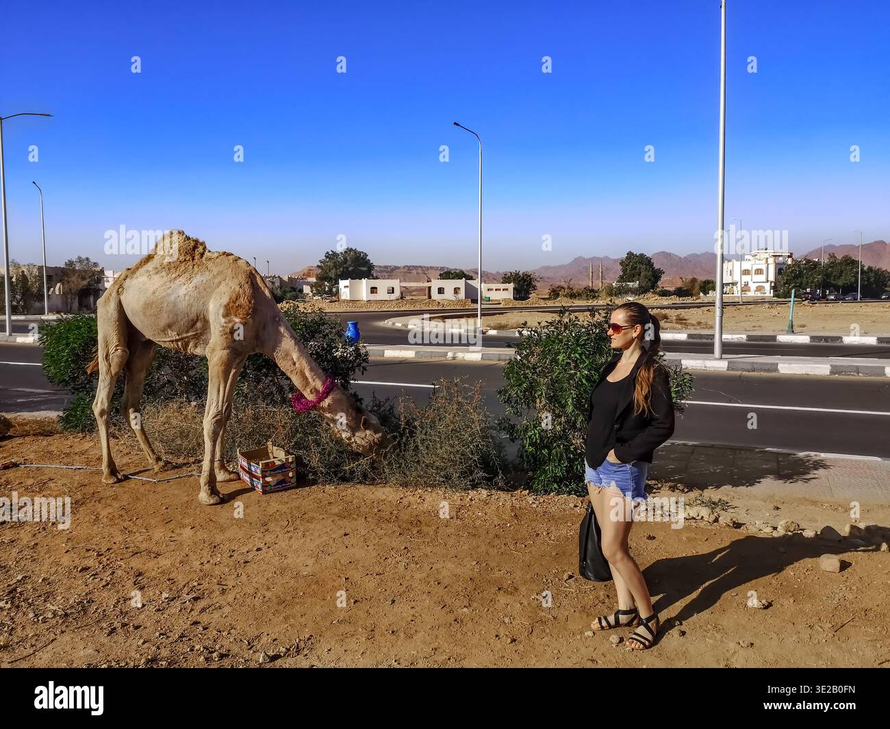 Una giovane donna turistica adulta si trova vicino a un cammello con una sola gola a Sharm El Sheikh (Egitto). Un turista guarda un dromedario che mangia erba su una strada della città Foto Stock