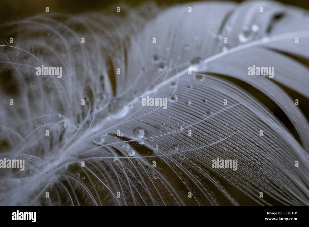 Primo piano di una morbida piuma bianca con gocce d'acqua che evidenziano la texture e la struttura delicate. Foto Stock