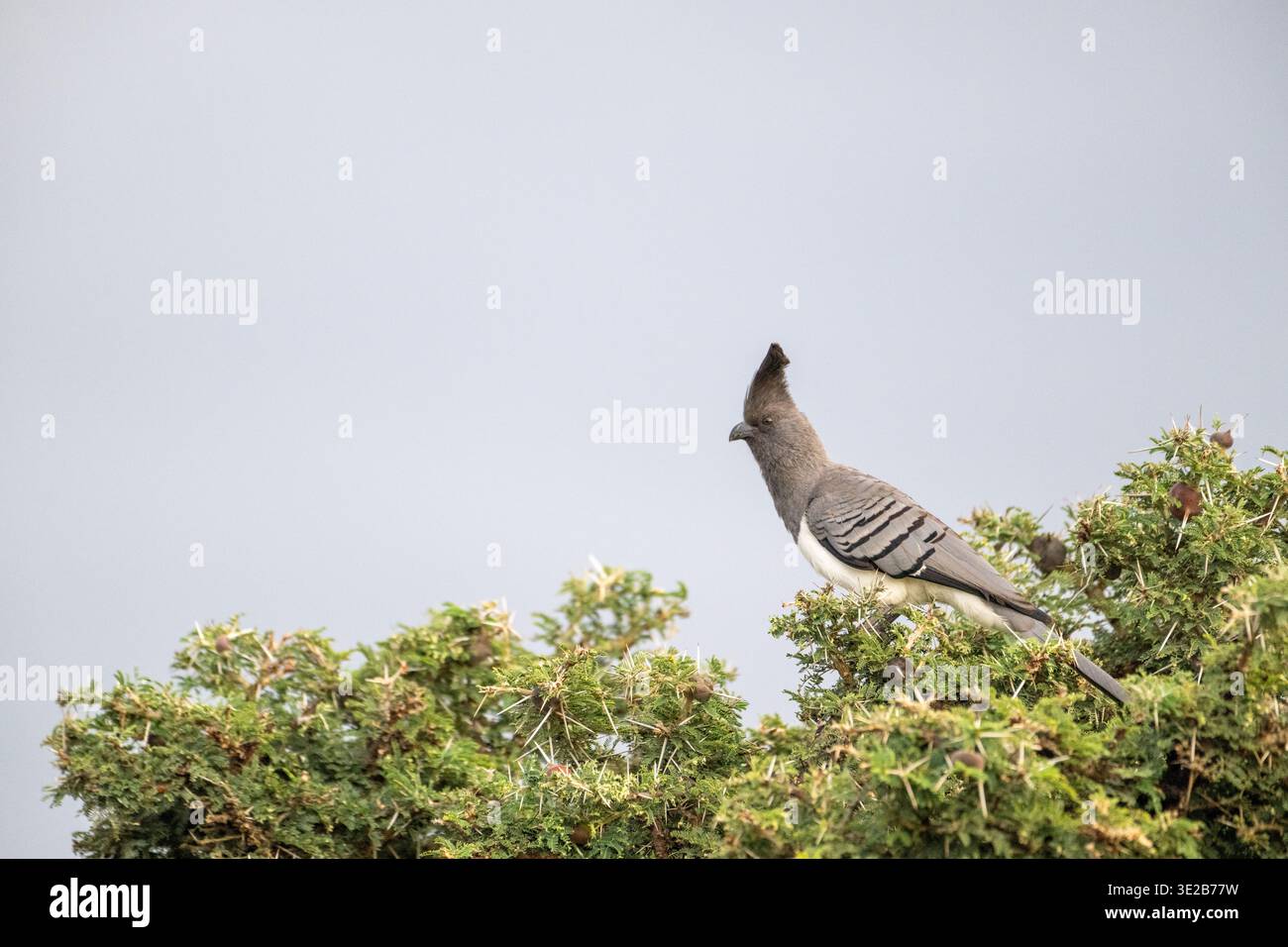 Uccello da asporto con pancia bianca (Criniferoides leucogaster) Foto Stock