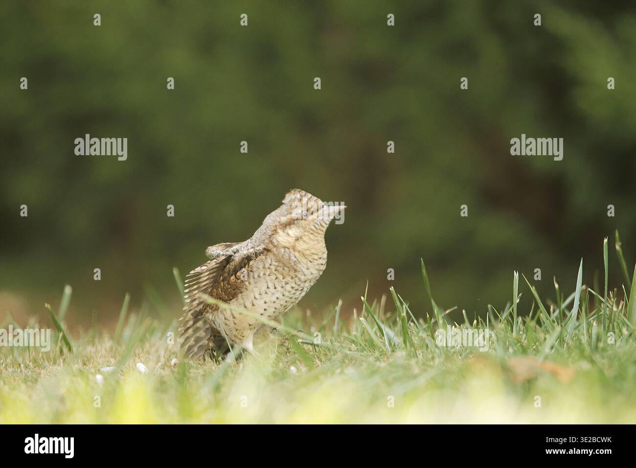 Wryneck eurasiatico (Jynx torquilla) in piedi a terra, espandendo parzialmente la sua ala per mostrare il suo intricato piumaggio criptico e mimetico. Foto Stock