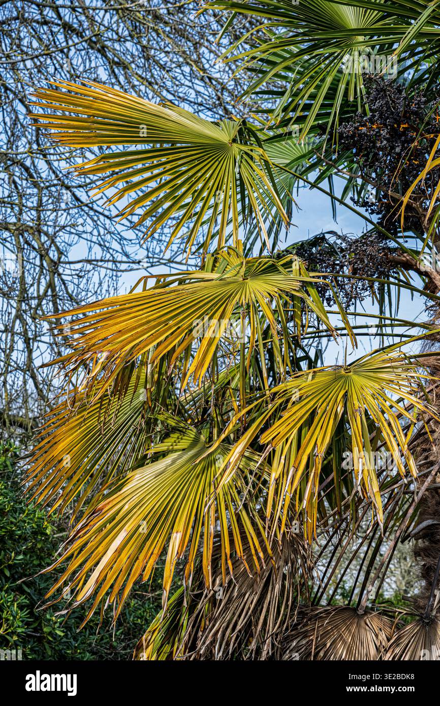 Windmill Palm, Trachycarpus fortunel fuori dalla Liverpool Palm House a Sefton Park. Foto Stock