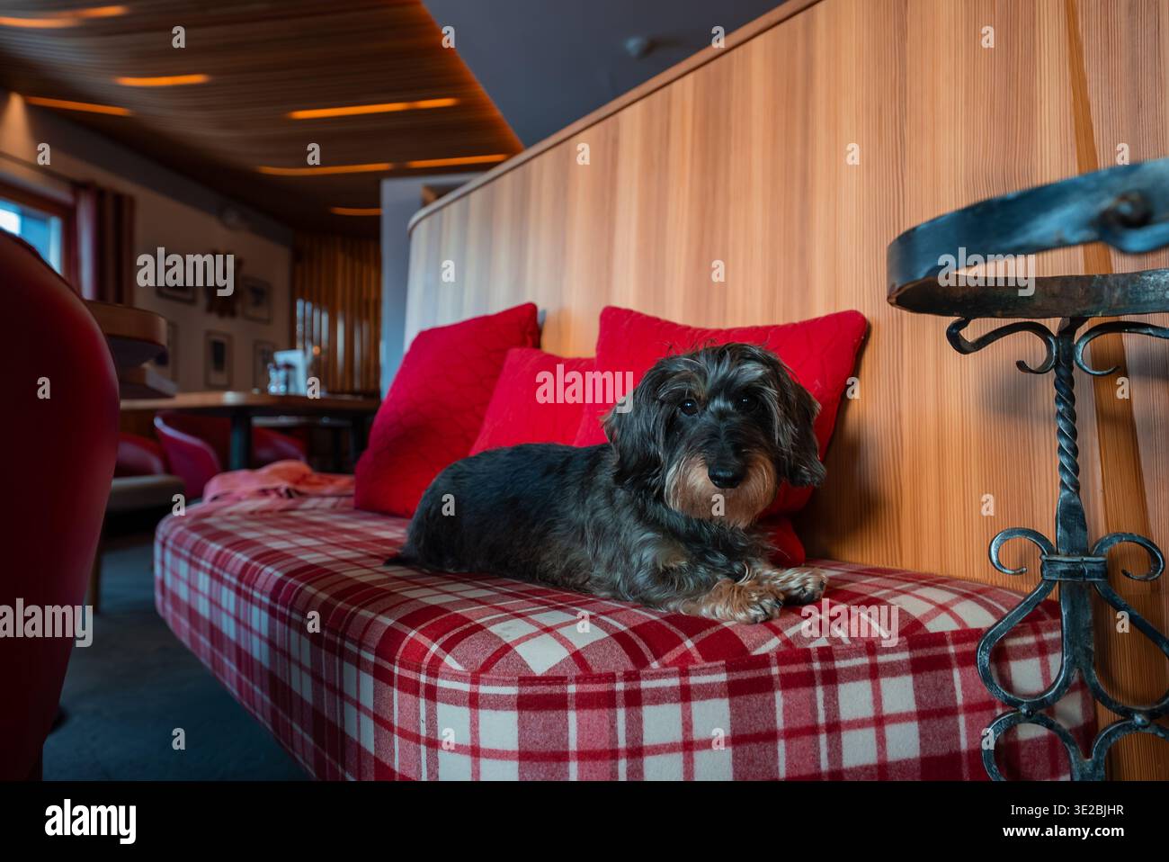 Dachshund a pelo liscio sulla panchina a plaid nella lounge dell'hotel alpino di Oberlech Foto Stock