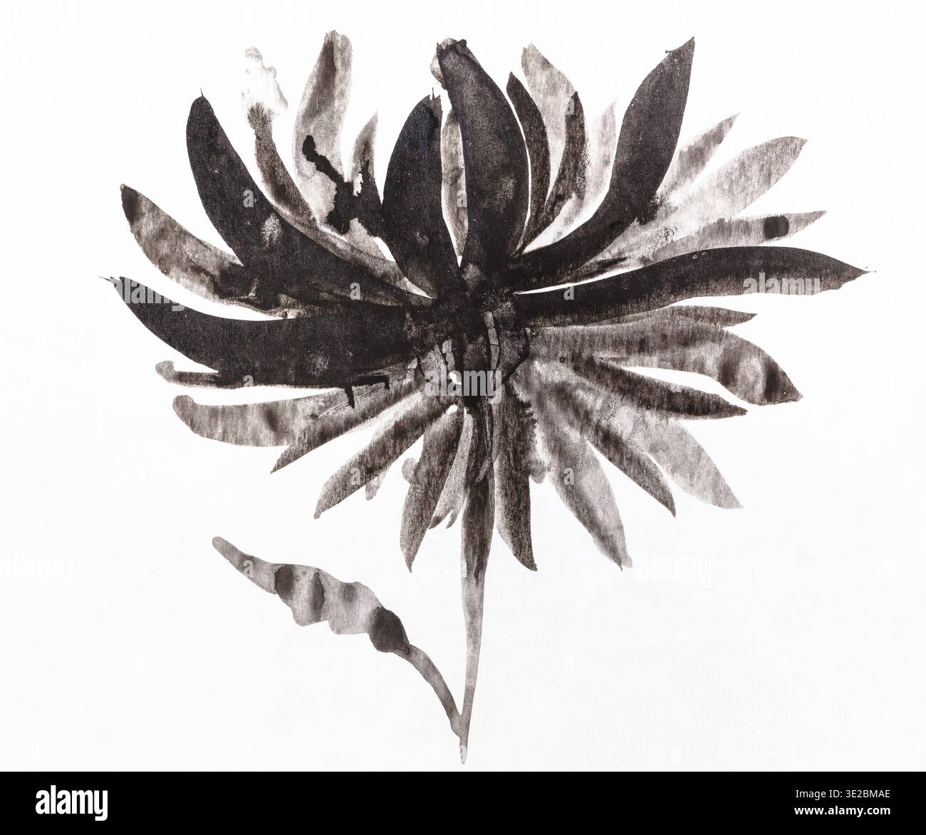 Allenamento disegno in stile sumi-e (suibokuga) - fiore di crisantemo dipinto a mano da acquerelli neri su carta bianca Foto Stock