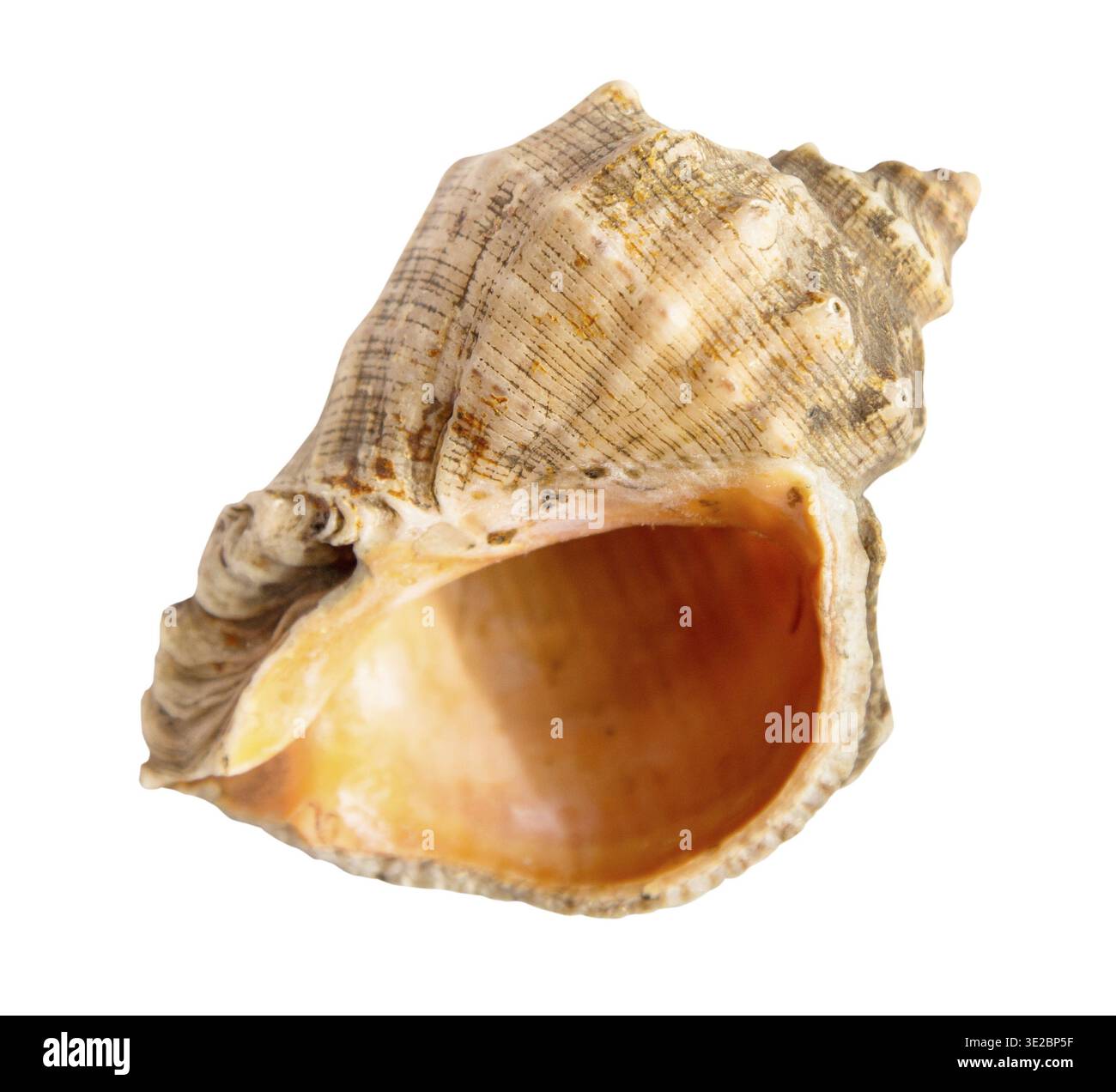 Guscio marino vuoto di molluschi di rapana isolati su sfondo bianco Foto Stock