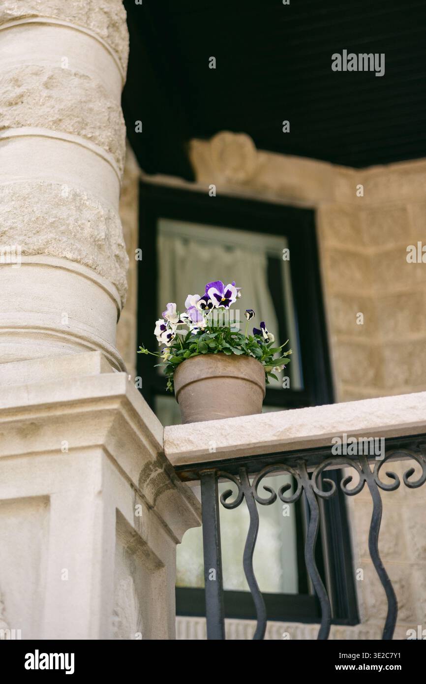 Vasi di fiori con violacciocca sul balcone di un edificio in pietra con finestra sullo sfondo e ringhiera del balcone visibile durante il giorno Foto Stock