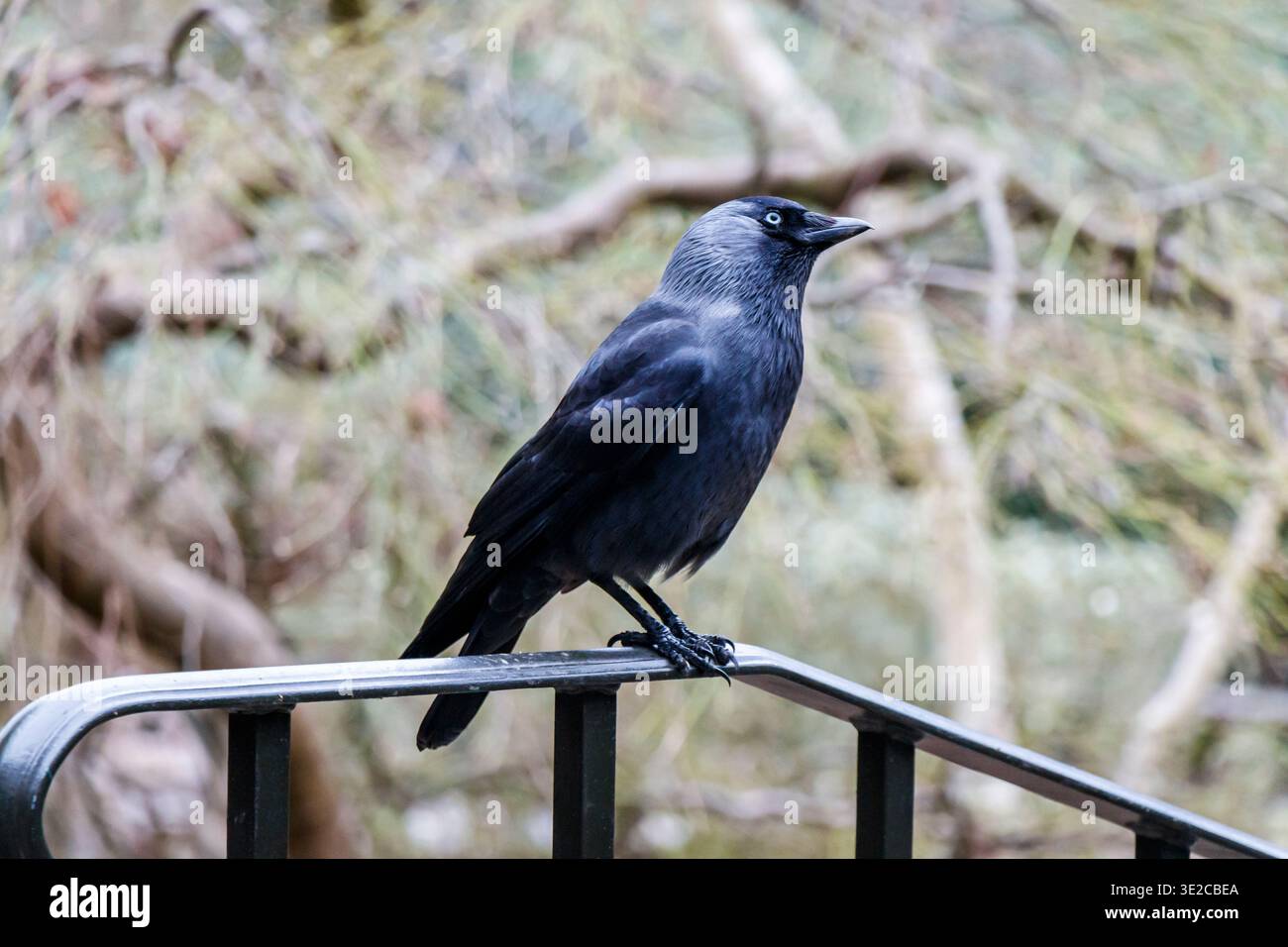 Un jackdaw (Corvus monedula) arroccato su una ringhiera, Londra, Regno Unito Foto Stock