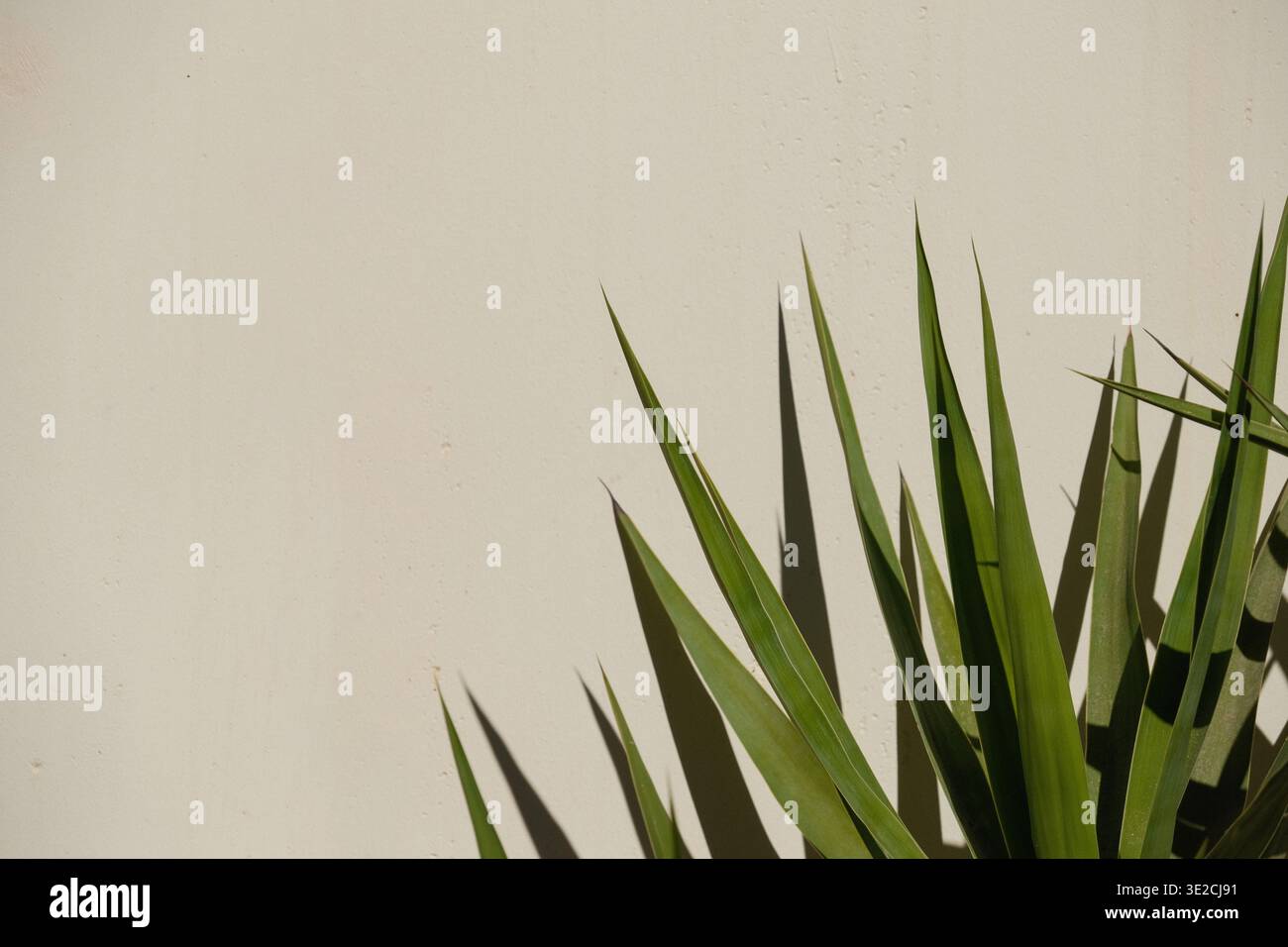 Lunghe foglie verdi di yucca davanti a un muro bianco. Yucca con ombre in una giornata soleggiata all'aperto Foto Stock