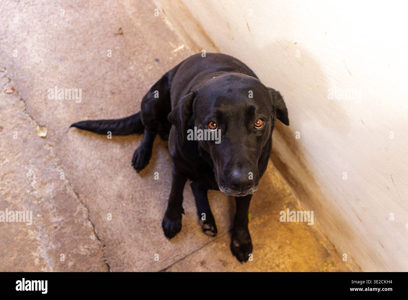 Bel cane nero seduto su un pavimento di cemento che guarda in alto Foto Stock