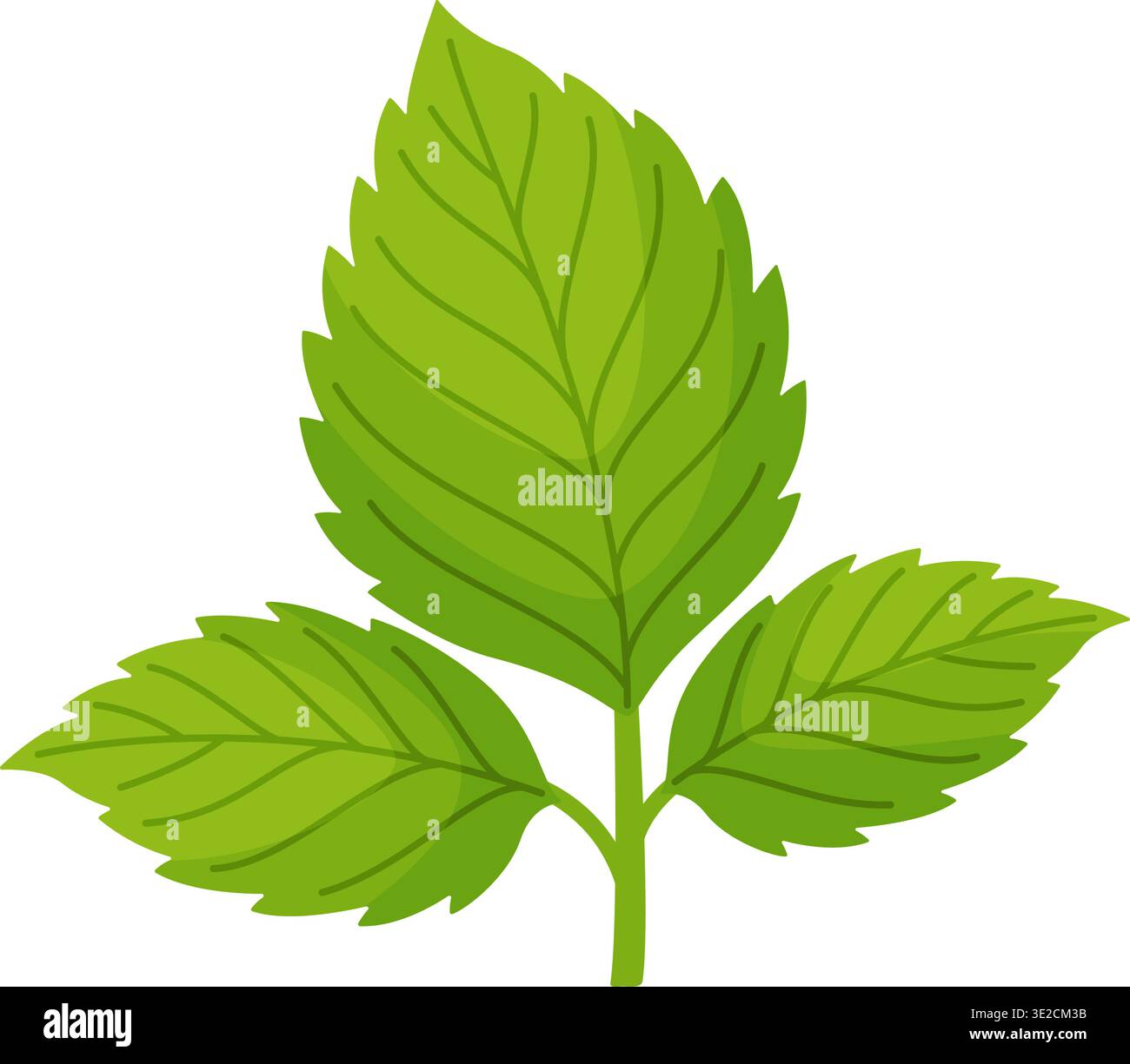 Foglia di lampone verde. Design piatto alla moda e disegnato a mano, isolato. Perfetto per confezionamento di tè alle erbe, branding biologico e decorazioni da giardino. Illustrazione vettoriale Illustrazione Vettoriale