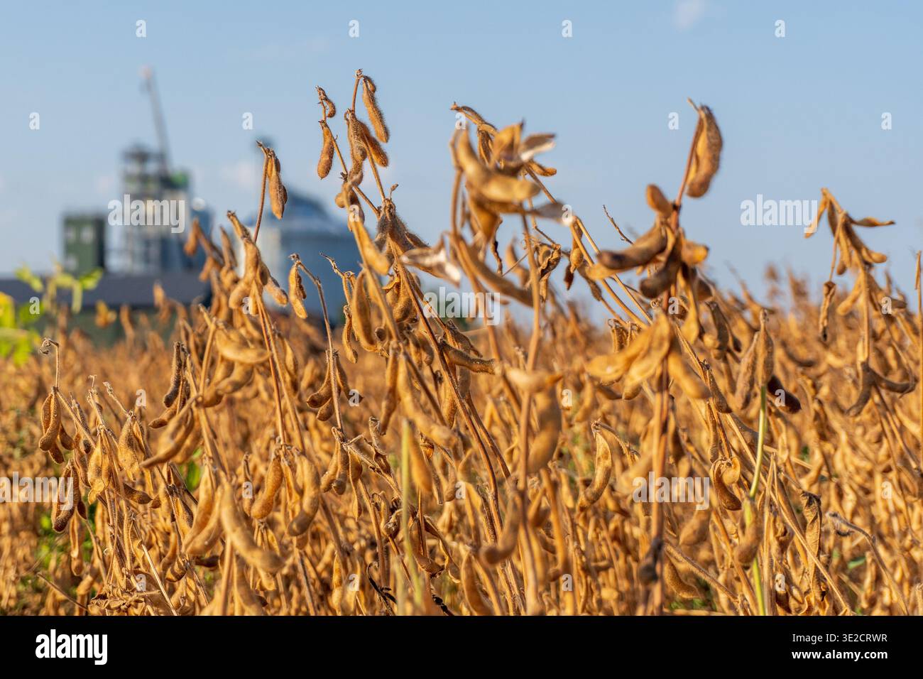 Gli agricoltori sono impegnati durante la stagione del raccolto in un campo di soia. Le piante sono gialle e marroni, mostrando baccelli maturi con un sito industriale dietro di loro. Foto Stock