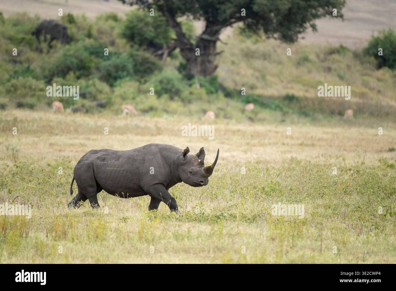 Rinoceronte nero, Diceros bicornis, cratere di Ngorongoro, Tanzania Foto Stock