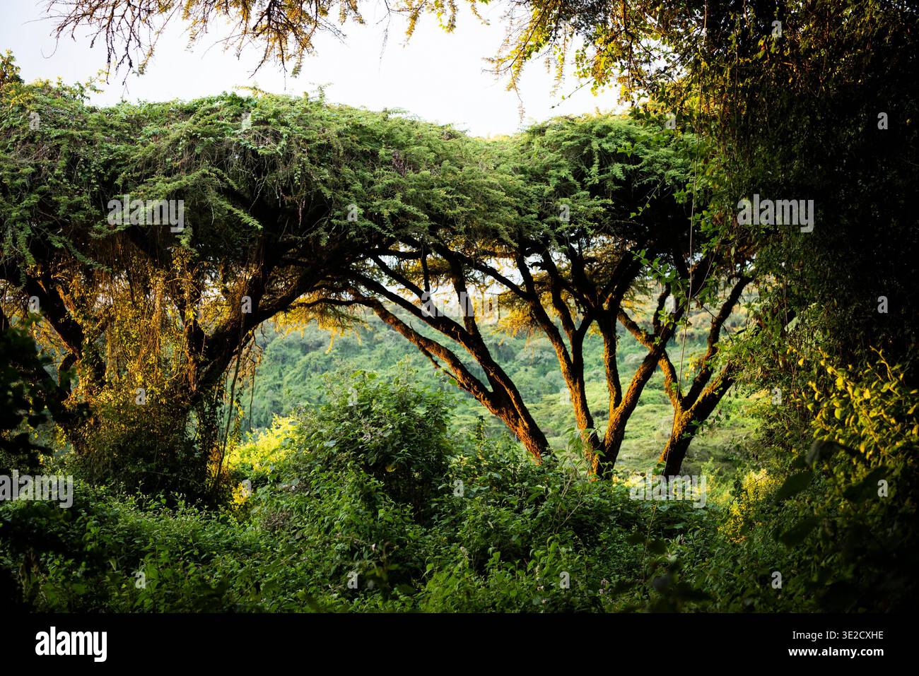 Foresta sul bordo del cratere di Ngorongoro, cratere di Ngorongoro, Tanzania Foto Stock