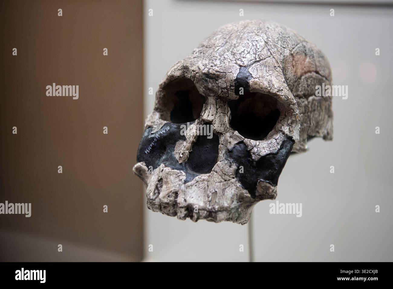 Cranio di Homo Rudolfensis (1,9 milioni di anni fa), Olduvai Gorge Museum, Ngorongoro Conservation area, Tanzania Foto Stock