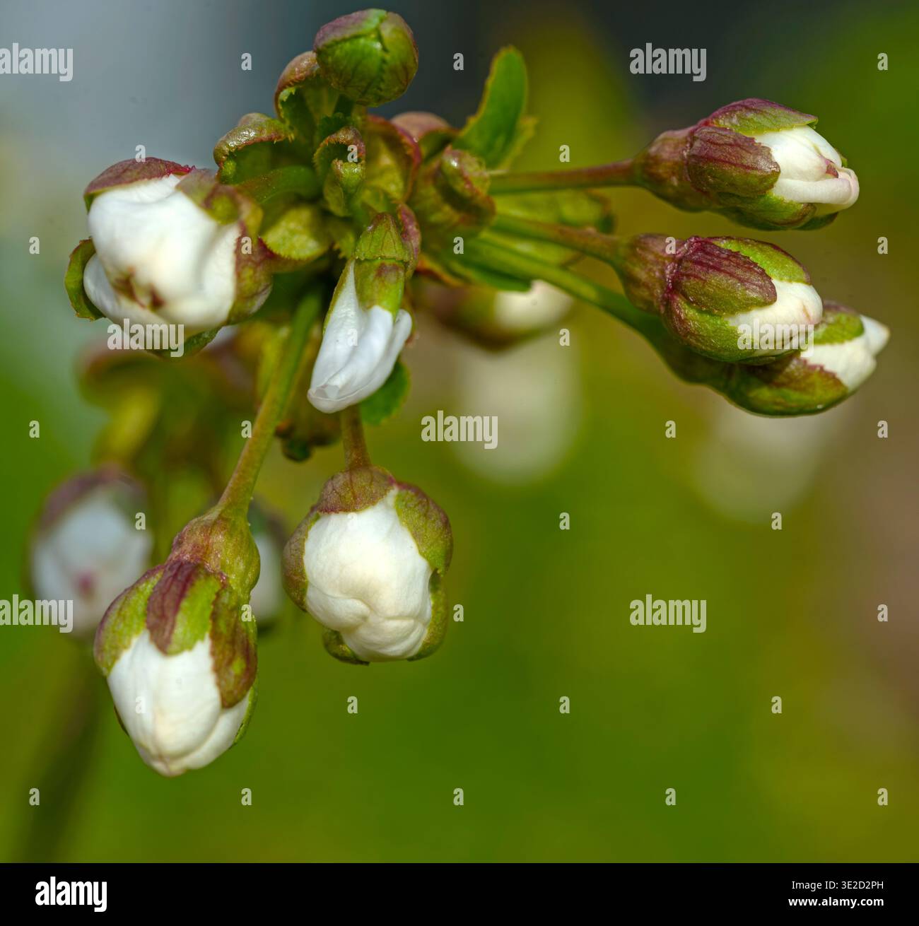 Primo piano di boccioli di fiori gruppo di ciliegio che stanno iniziando a fiorire. Foto Stock