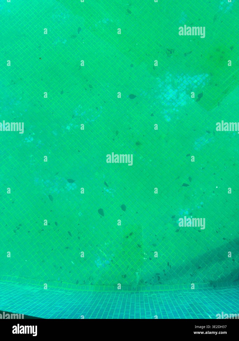 La superficie di una piscina è coperta di acqua verde e alcuni detriti galleggianti sulla sommità. La luce del sole crea dei motivi sull'acqua e sulla piscina Foto Stock