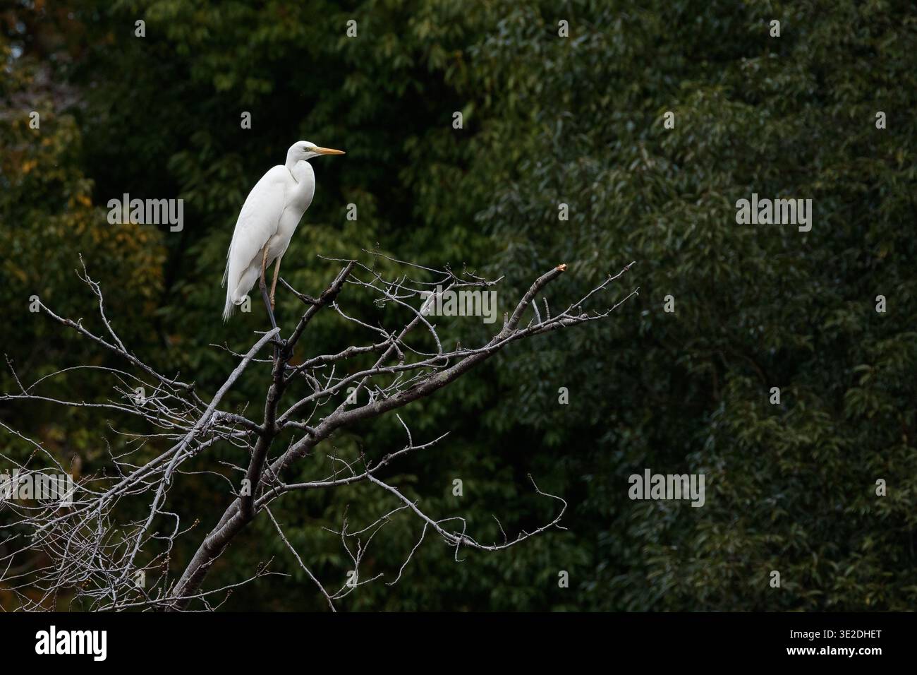 Un grande egret (Ardea alba) arroccato su un albero nel parco di Kanagawa, in Giappone. Foto Stock