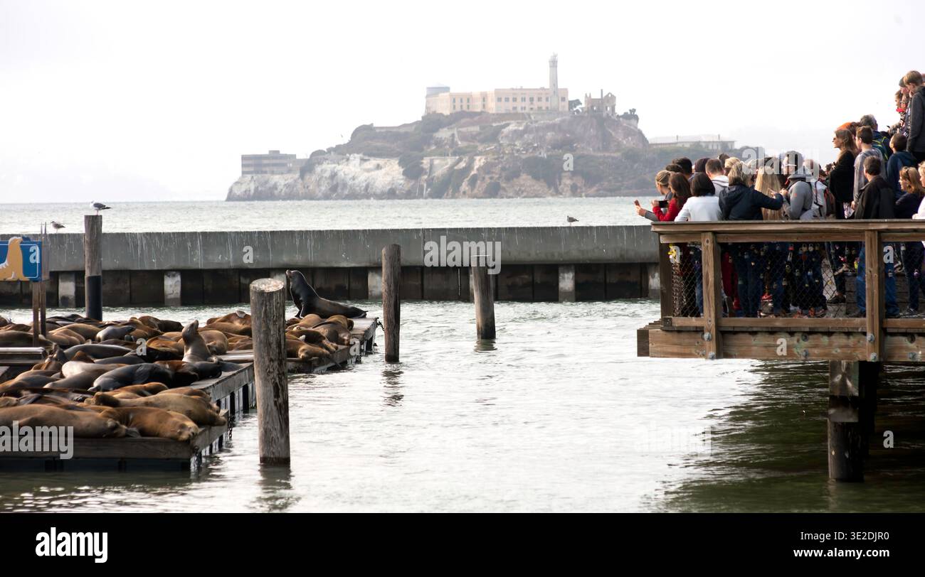 Persone che osservano le foche sul Molo 39, San Francisco con Alcatraz sullo sfondo Foto Stock