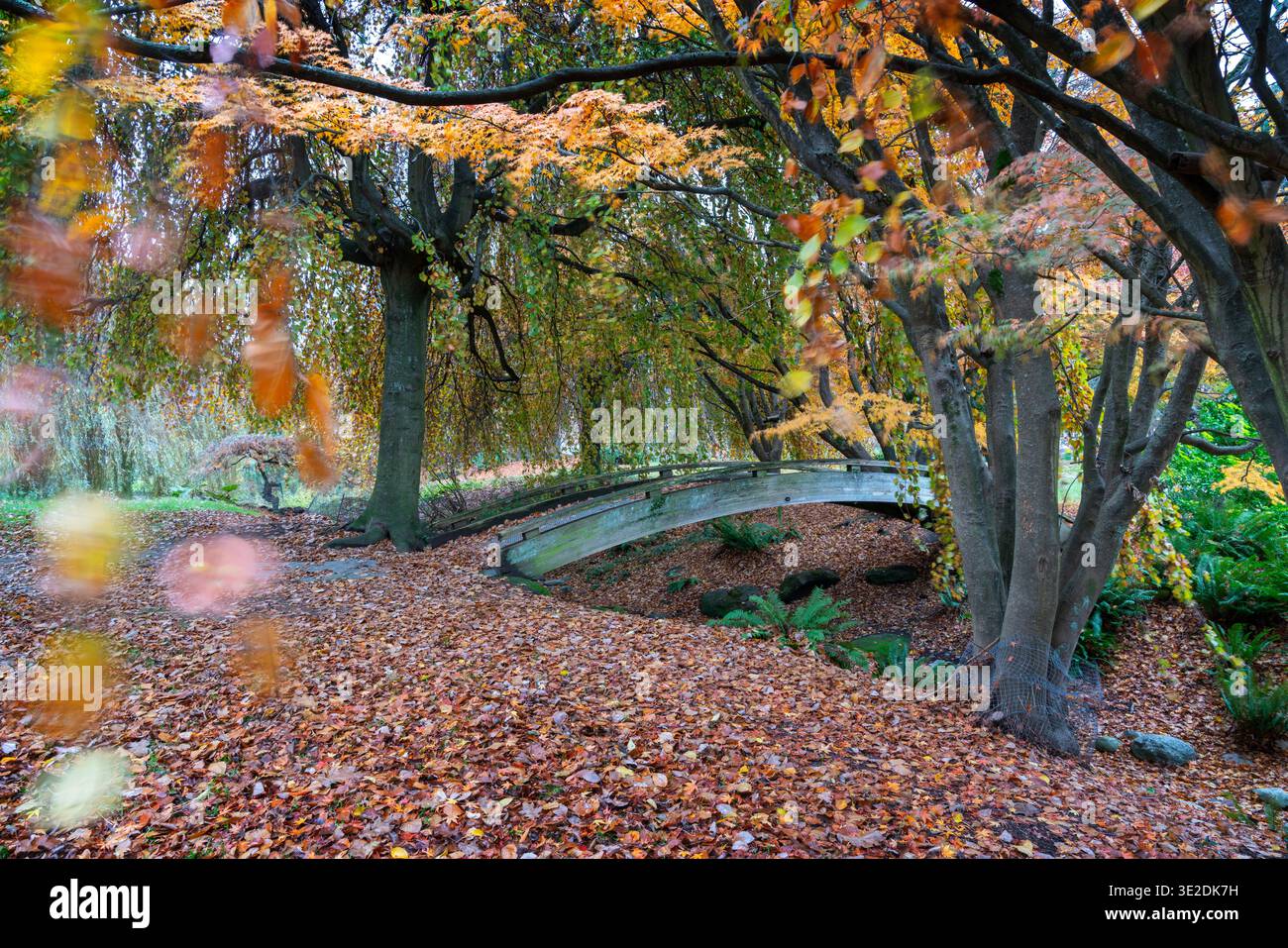 Vanier Park Kitsilano foglie autunnali e Ponte. Un ponte ad arco su uno dei sentieri del Vanier Park in autunno. Vancouver. Foto Stock