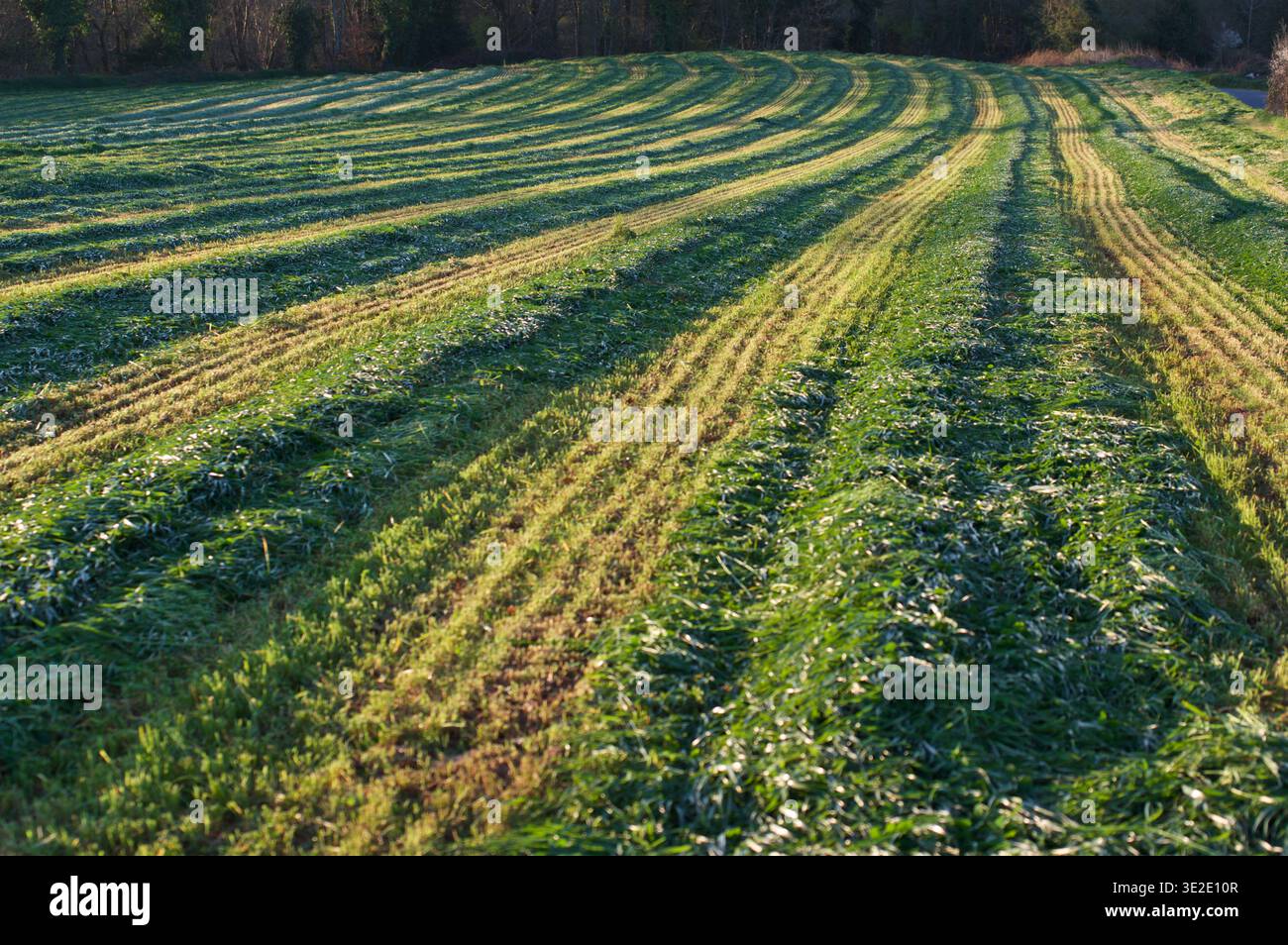 Un prato di fieno appena tagliato in Bretagna, Francia Foto Stock