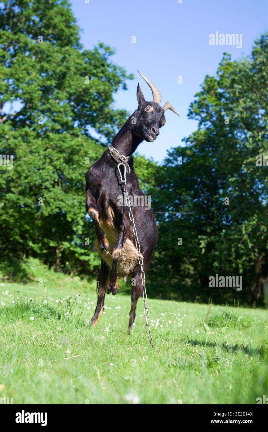 Una capra domestica che cresce mentre gioca a sparring in giardino Foto Stock