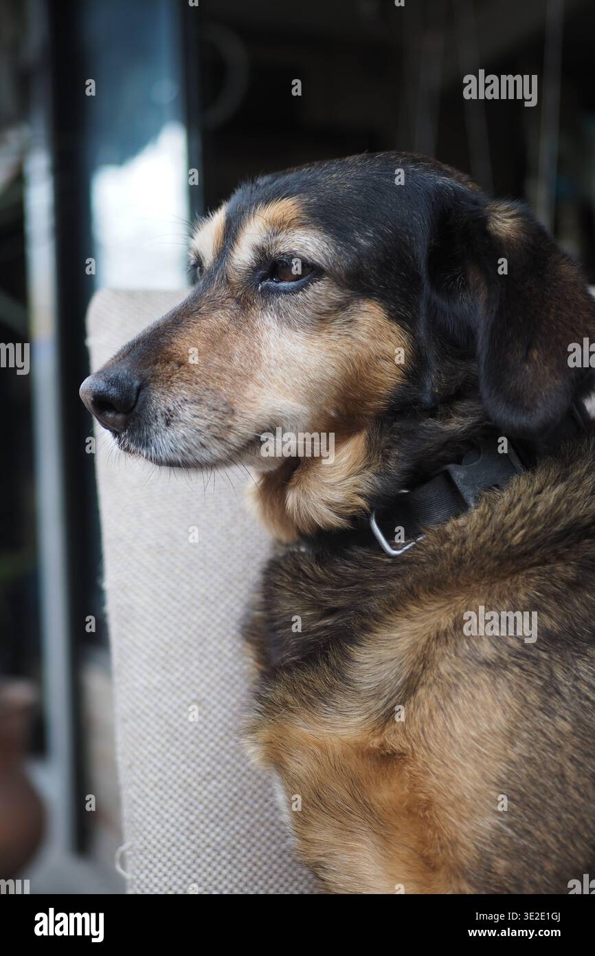 Il cane siede tranquillamente su una sedia in un accogliente spazio interno Foto Stock