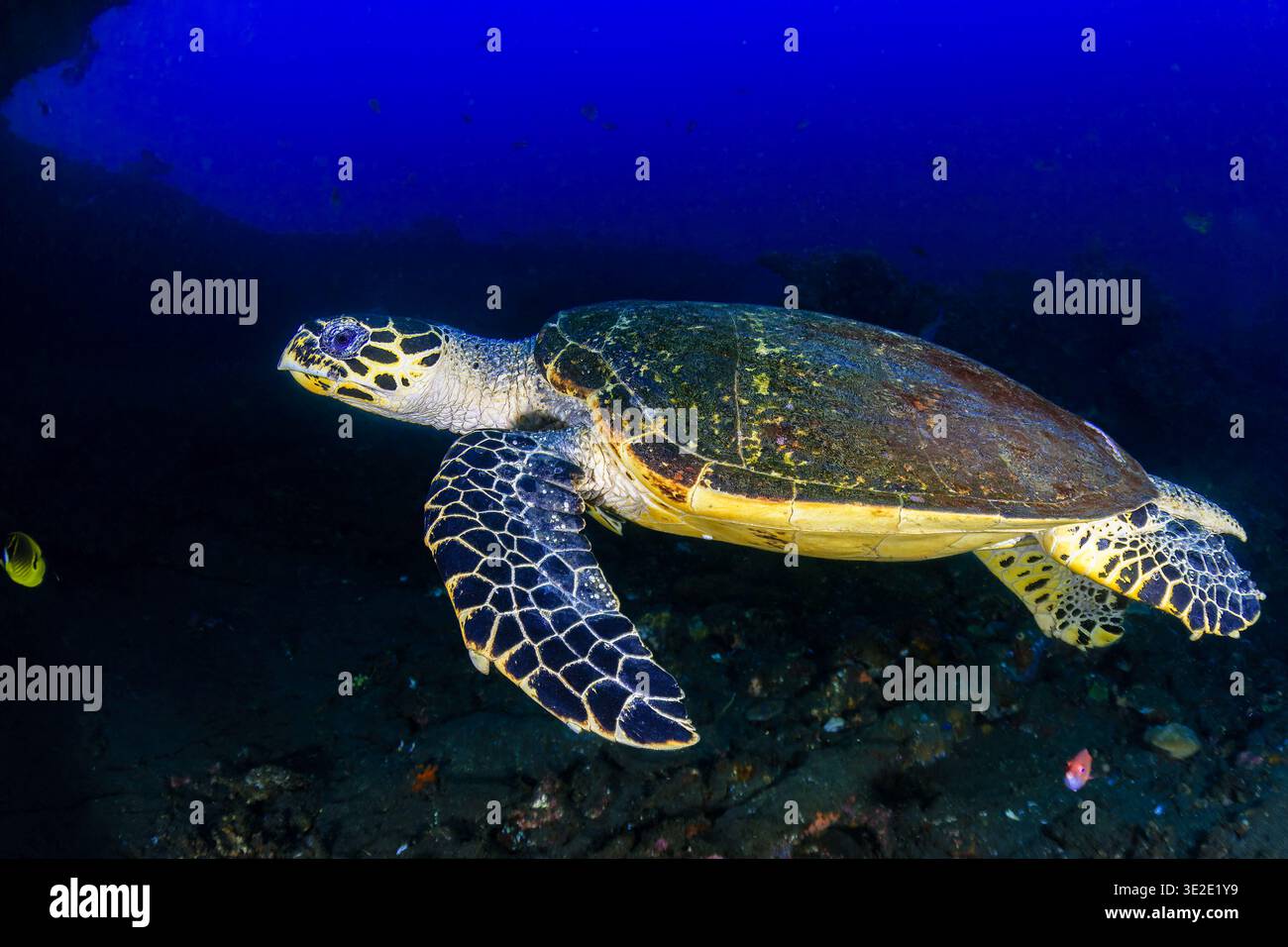 Tartaruga marina hawksbill (Eretmochelys imbricata) che nuota nelle acque blu profonde dell'oceano Foto Stock