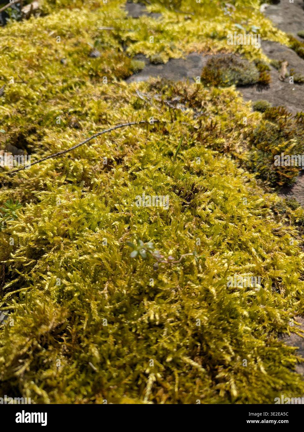 Strato di muschio ricco. Studio delle superfici di copertura del muschio rigoglioso. Esame di muschio giallo spesso su texture rocciose. Analisi di Dense Amber Moss Spread Acros Foto Stock