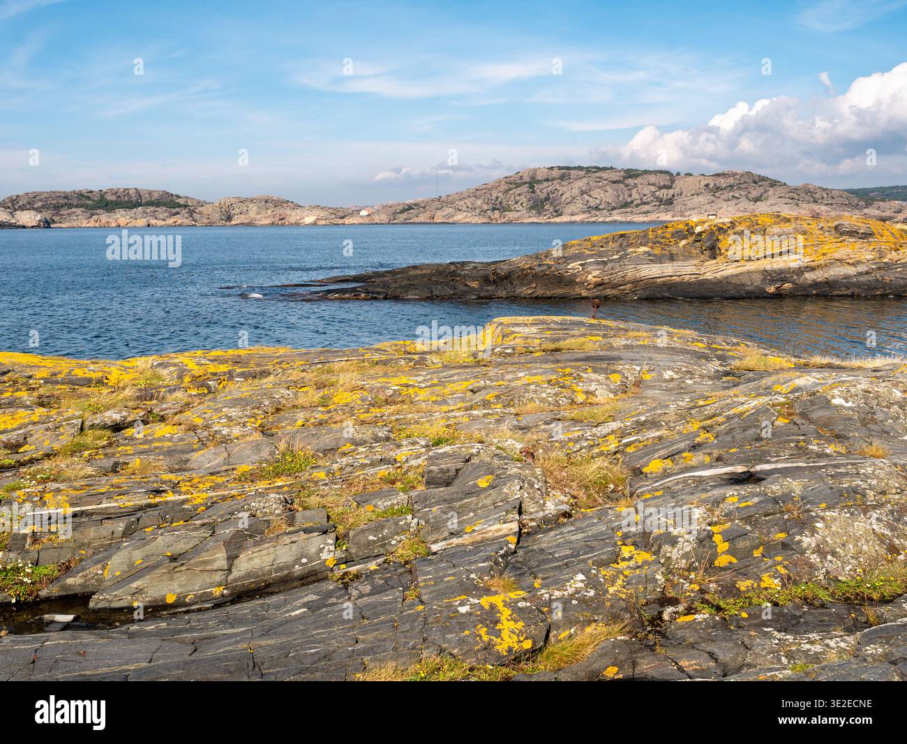 Costa con il lichene giallo Xanthoria su rocce anfibolite erose a Åstol, Bohuslän, costa occidentale della Svezia Foto Stock