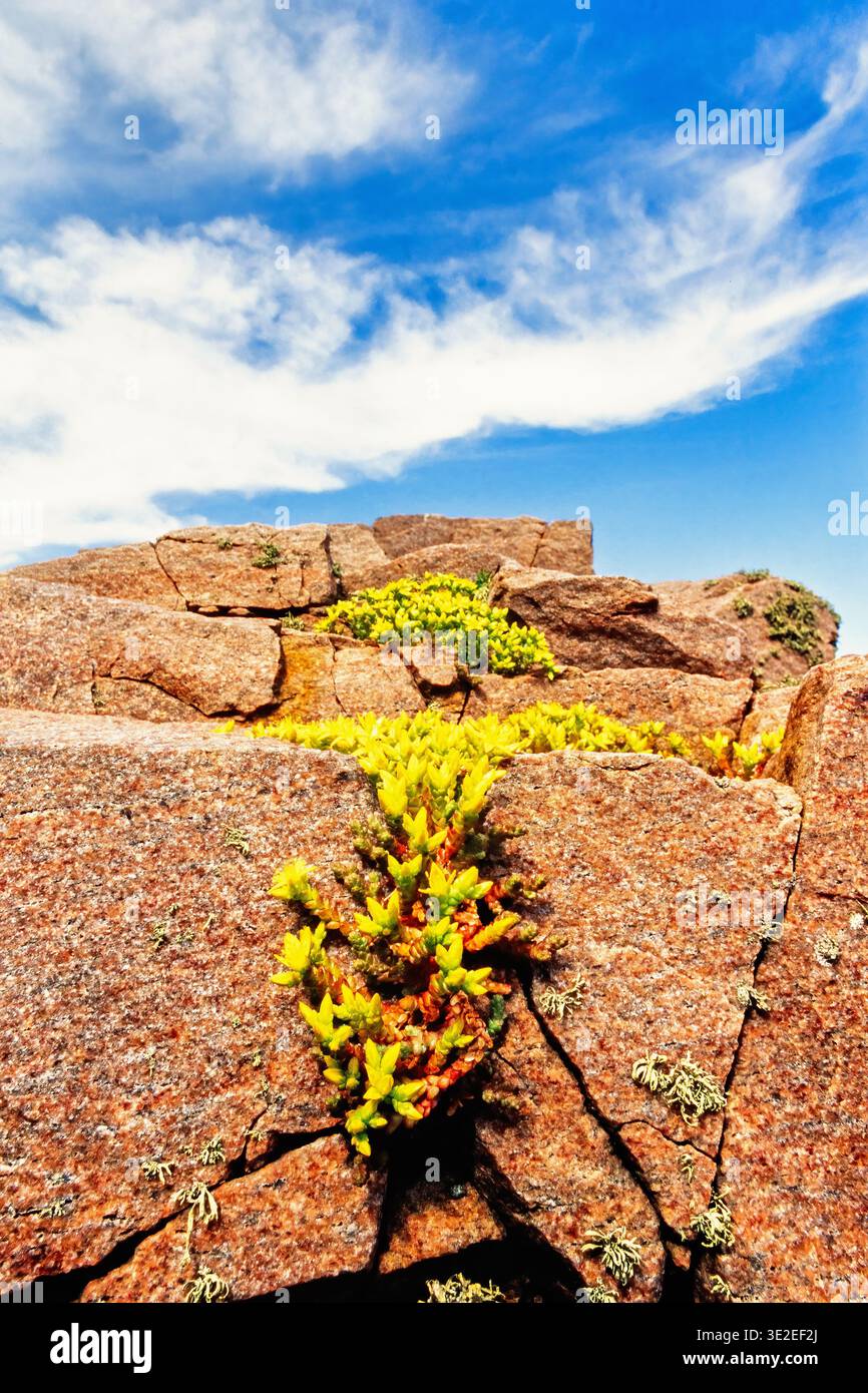 I fiori di pietra Goldmoss crescono su una scogliera Foto Stock