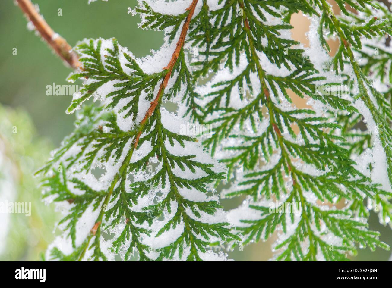 Rami di cedro verde leggermente spolverati con neve fresca, intricati dettagli dell'ago in morbida luce invernale, Taipingshan, Taiwan. Foto Stock
