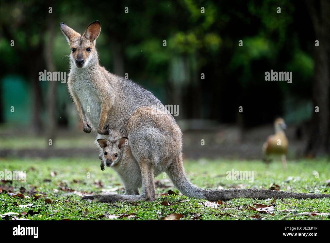 Wallaby a collo rosso (Macropus rufogriseus) con la testa di joey che sporge dalla tasca Foto Stock