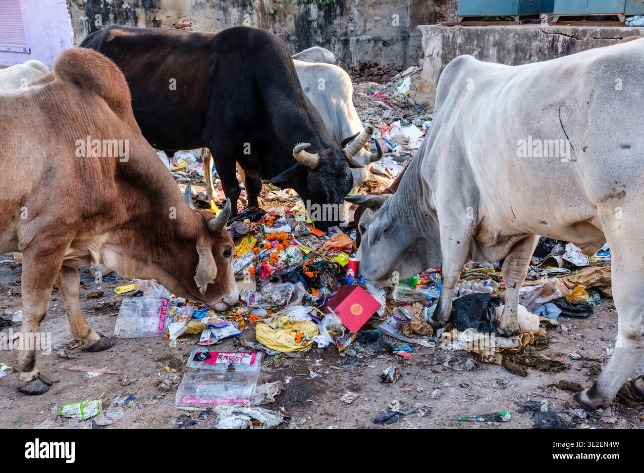 Diverse mucche si forgiano attraverso un grande mucchio di rifiuti di plastica e rifiuti in una strada a Bundi, situata di fronte ad un edificio blu brillante. Foto Stock
