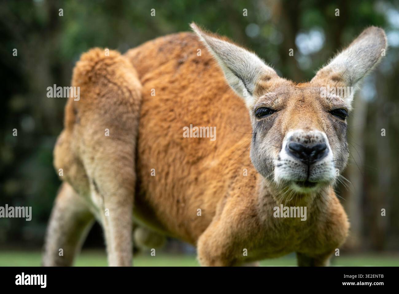 Primo piano del canguro rosso (Osphranter rufus), Maryborough, Queensland Foto Stock