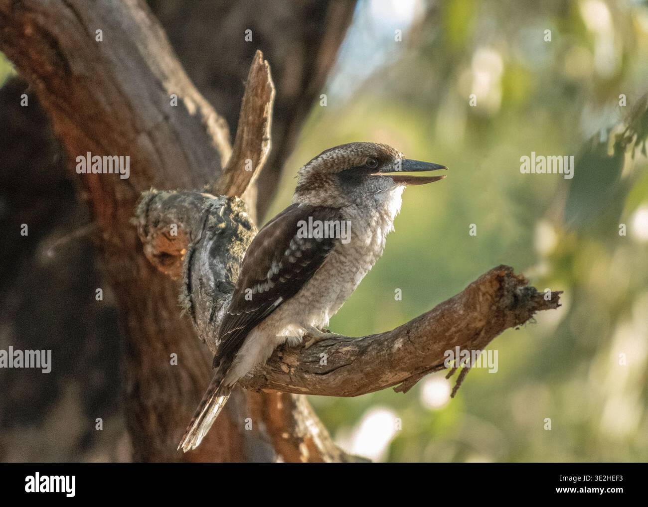 Un kookaburra siede su un ramo d'albero con la luce del sole che filtra attraverso le foglie. Foto Stock