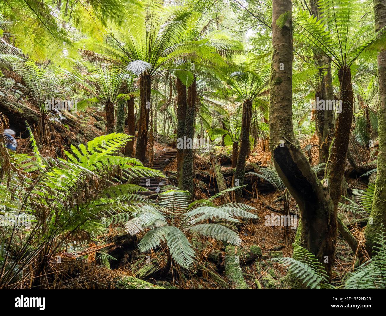 Fitte felci e alberi creano una tranquilla foresta della Tasmania con luce soffusa. Foto Stock