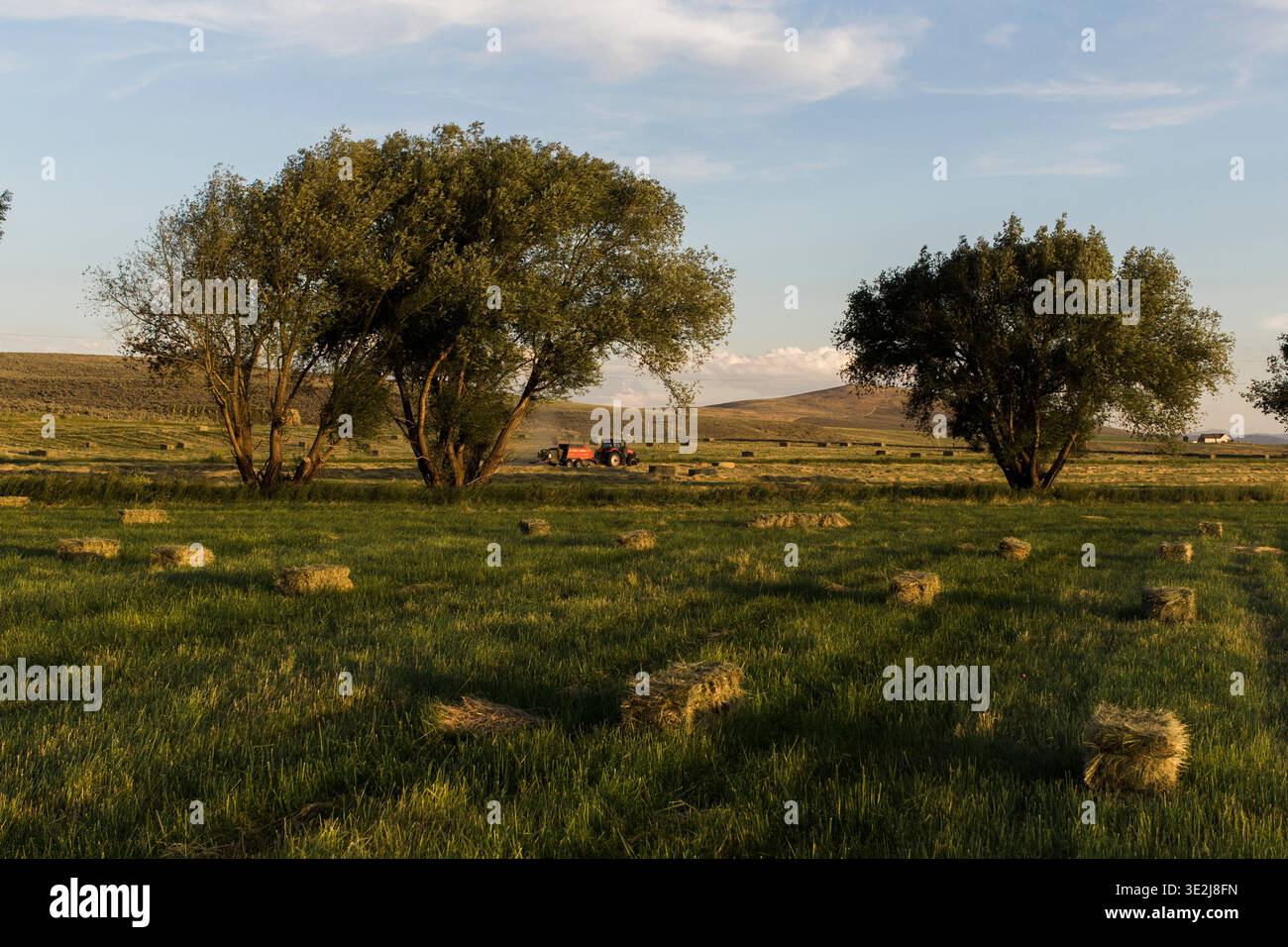 Balle di fieno in un pascolo verde con alberi e un orizzonte lontano. Foto Stock