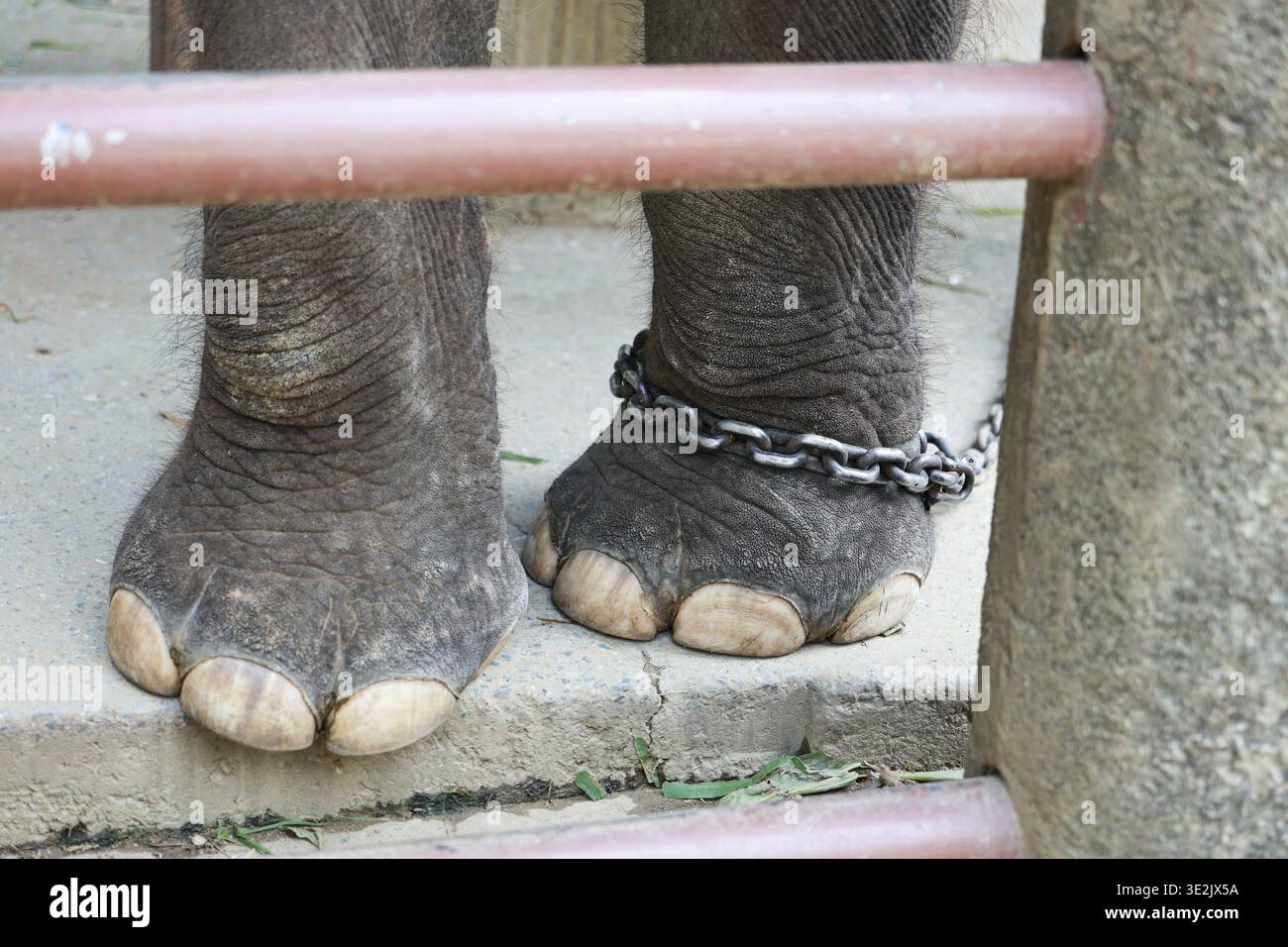 Il triste piede di elefante in cattività è limitato da una catena di metallo pesante che si trova dietro la barra della gabbia di ferro e mostra abusi sugli animali e crudeltà nell'ambiente dello zoo Foto Stock