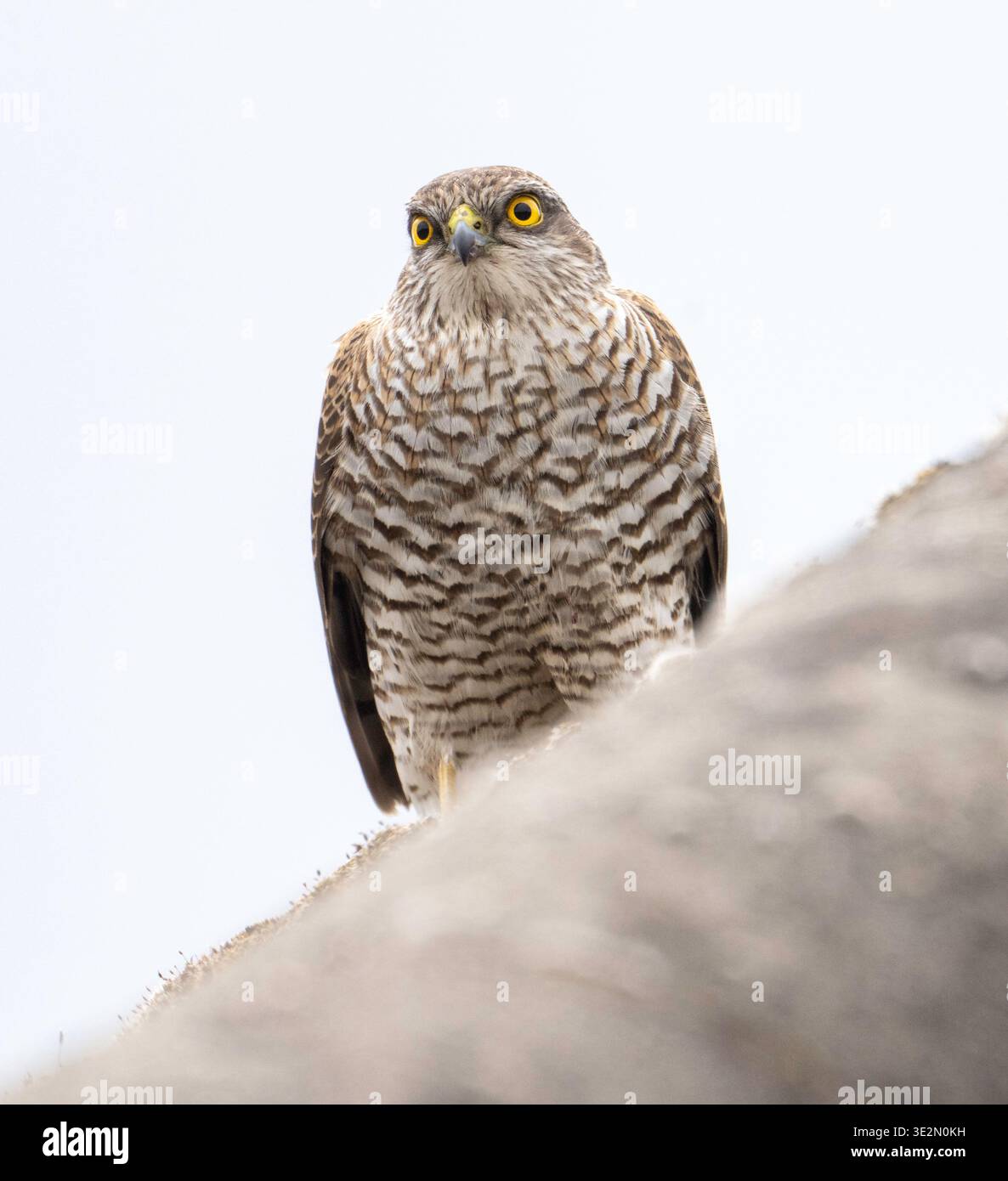 Sparrowhawk sul tetto di Knaphill, Surrey Foto Stock