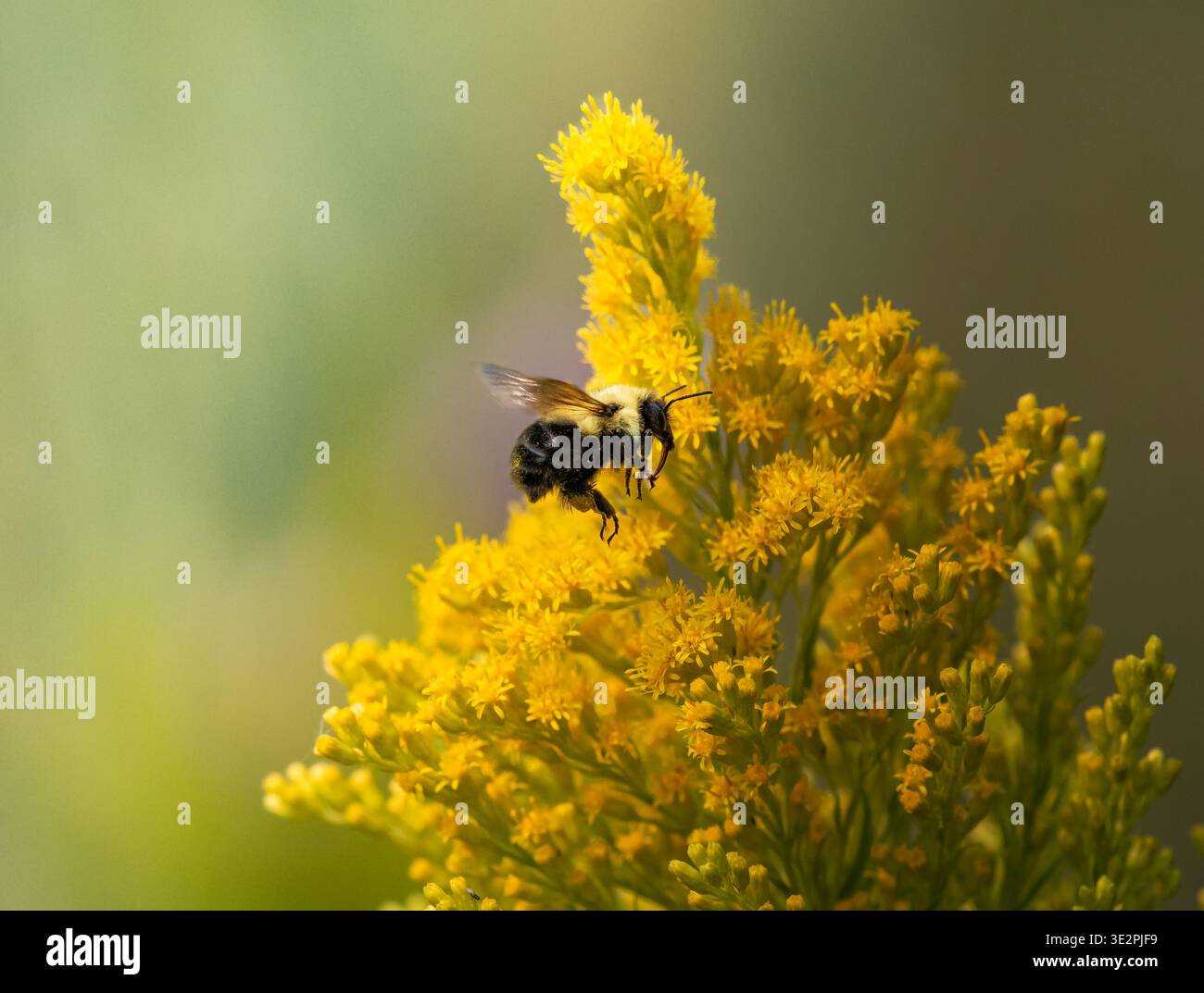 L'ape carpentiere impollina un fiore di canna d'oro Foto Stock