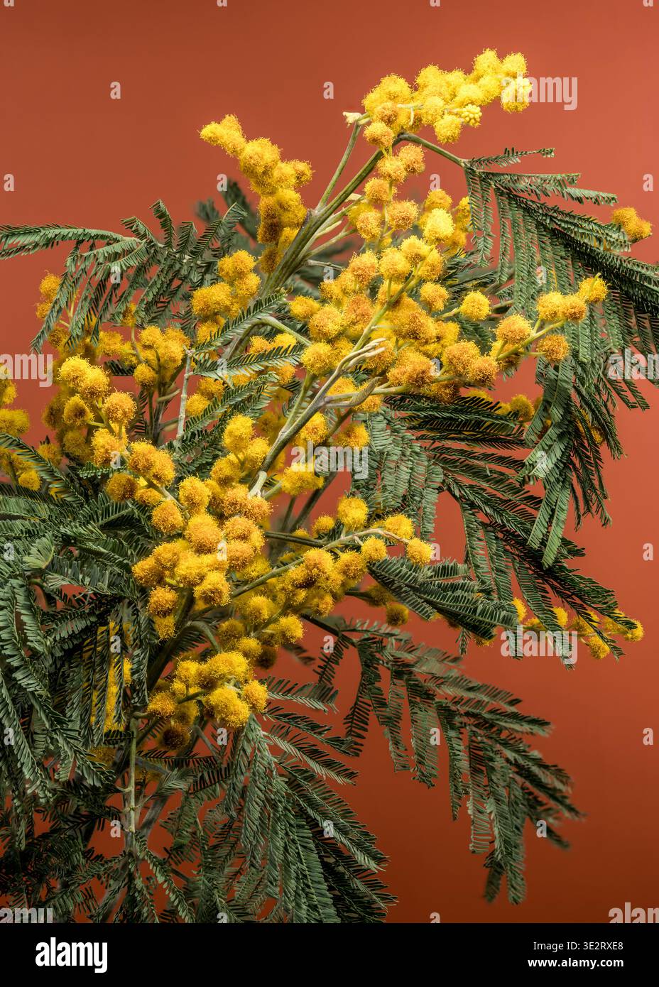 Giallo brillante Mimosa Acacia Dealbata Fiori su sfondo marrone Foto Stock