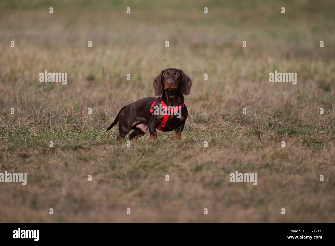 Funny Chocolate Dachshund Puppy che corre e vola con le orecchie grandi all'aperto Foto Stock