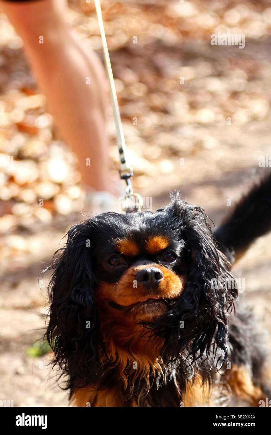 Black and Tan Spaniel Dog on a Leash all'aperto Foto Stock