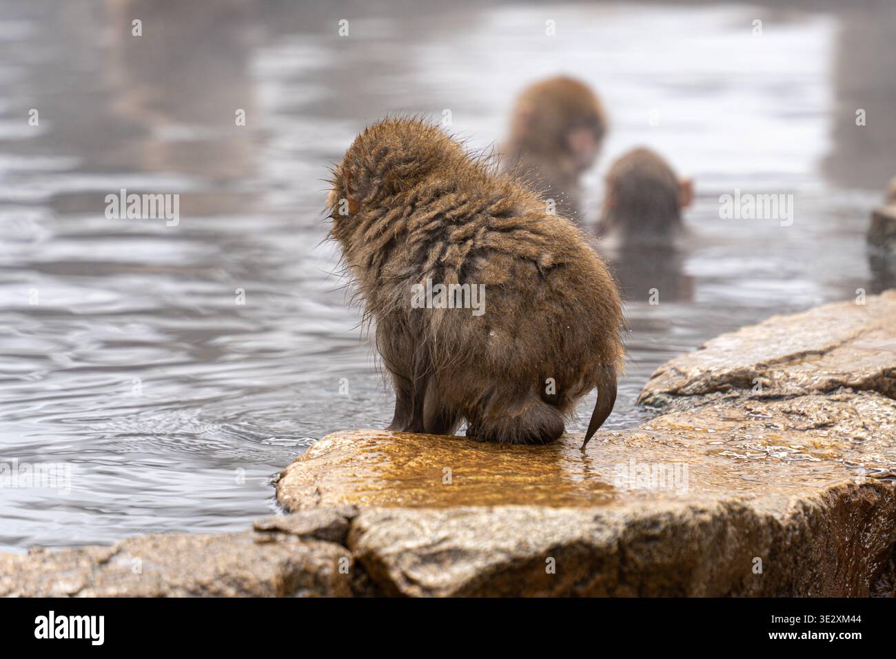 Vista di un macaco giapponese seduto su una roccia calda e bagnata con altri che fanno il bagno in un onsen fumante, Yamanochi, Nagano, Giappone. Foto Stock