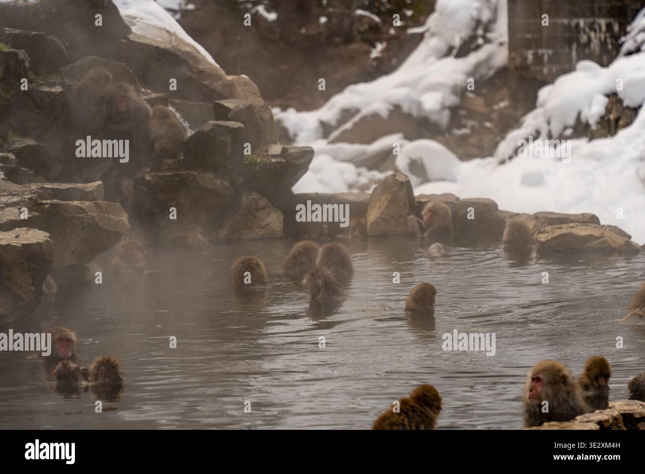 Vista delle scimmie delle nevi che si immergono nelle calde acque onsen, circondate da rocce innevate in un tranquillo paesaggio invernale, Yamanochi, Nagano, Giappone. Foto Stock