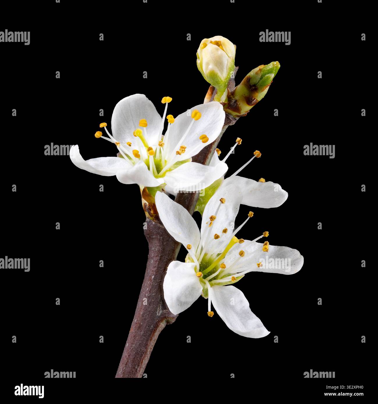 Una massa di fiori bianchi di Blackthorn, fioriti in primavera e fotografati su uno sfondo scuro Foto Stock