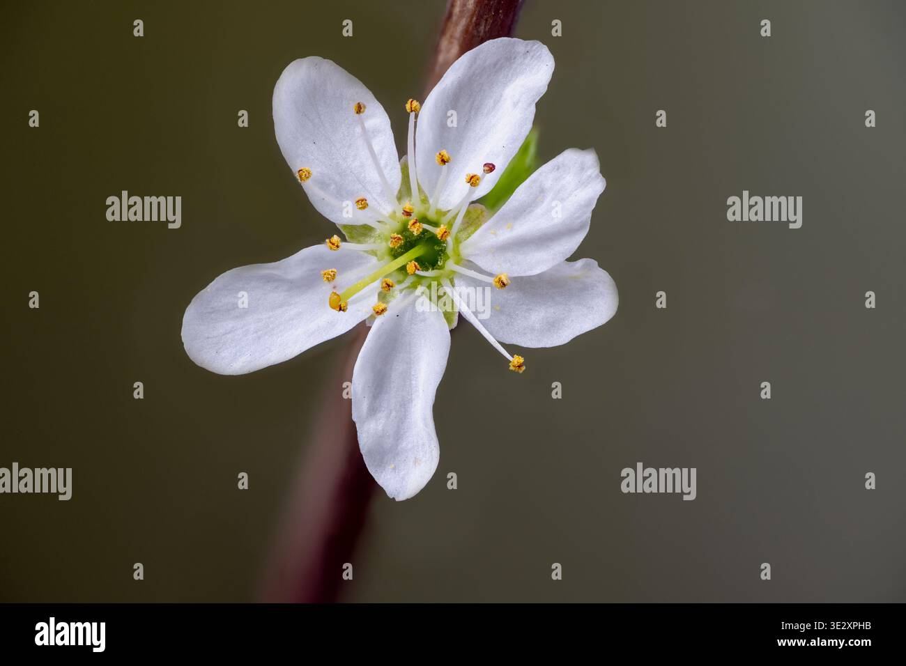 Un primo piano di un fiore bianco solitario su un ramoscello di un Blackthorn Bush Foto Stock